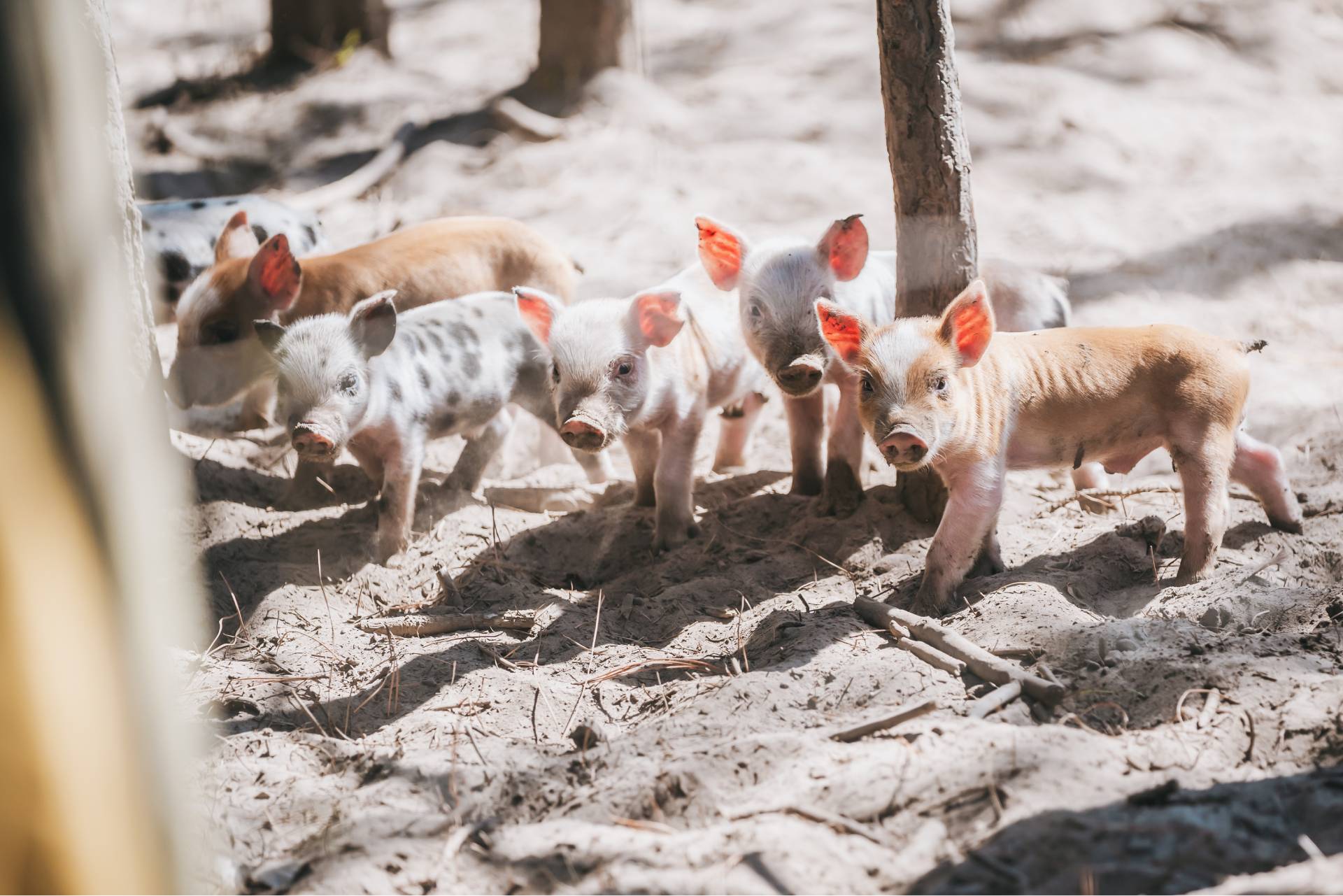 piglets on an organic farm