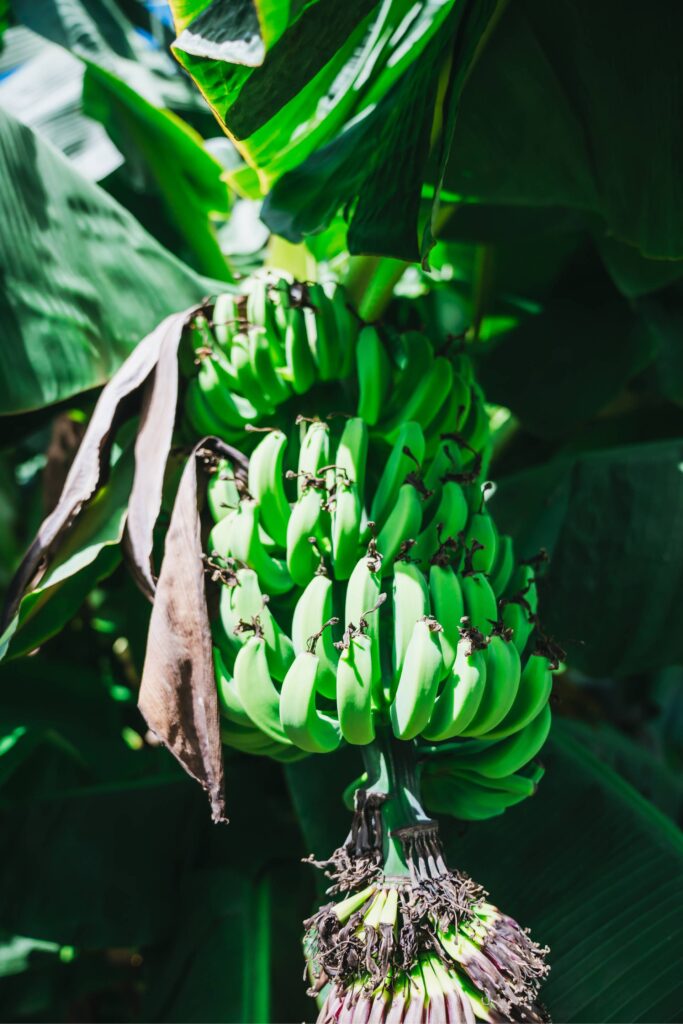 bunch of green bananas organic growing on an organic farm